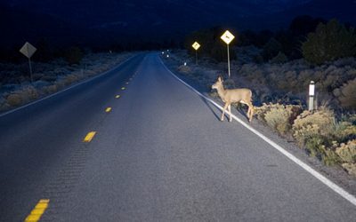 What to do if you hit an animal while driving?